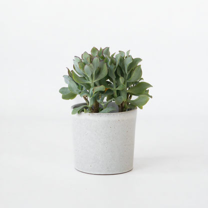 Florastore Jadepflanze - Crassula Arborescens 'Curly' - Höhe 15-25 Cm - Topf 12 Cm