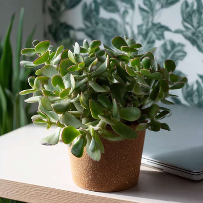 Florastore Jadepflanze - Crassula Arborescens 'Curly' - Höhe 15-25 Cm - Topf 12 Cm