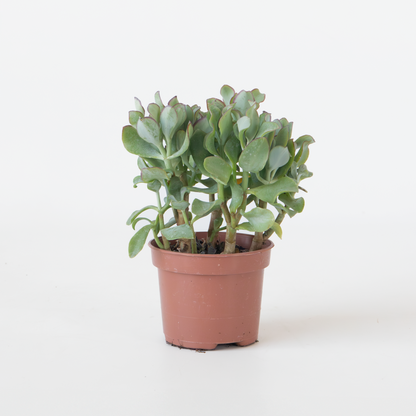 Florastore Jadepflanze - Crassula Arborescens 'Curly' - Höhe 15-25 Cm - Topf 12 Cm