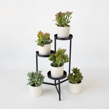 Florastore Jadepflanze - Crassula Arborescens 'Curly' - Höhe 15-25 Cm - Topf 12 Cm