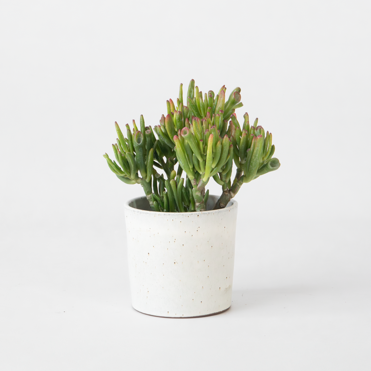 Florastore Jadepflanze - Crassula Ovata 'Hobbit' - Höhe 10-20Cm - ⌀12Cm