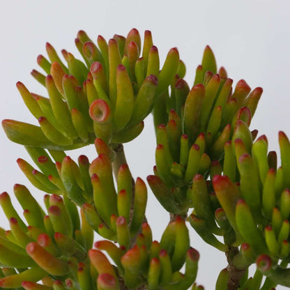 Florastore Jadepflanze - Crassula Ovata 'Hobbit' - Höhe 10-20Cm - ⌀12Cm