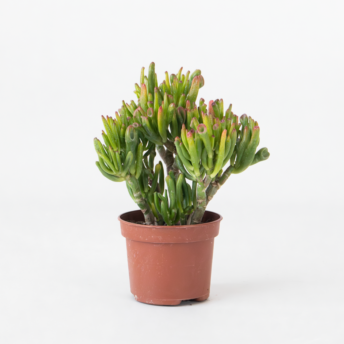 Florastore Jadepflanze - Crassula Ovata 'Hobbit' - Höhe 10-20Cm - ⌀12Cm
