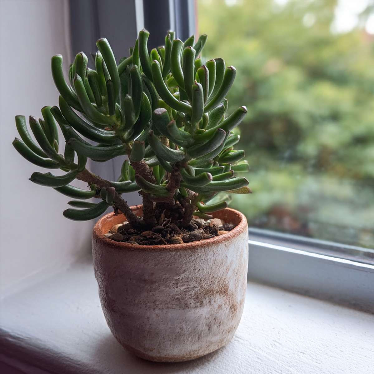 Florastore Jadepflanze - Crassula Ovata 'Hobbit' - Höhe 10-20Cm - ⌀12Cm