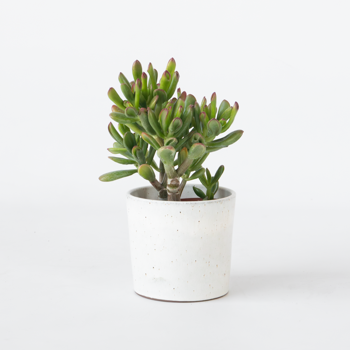 Florastore Pfennigbaum - Crassula Ovata 'Gollum' - Höhe 15-25 Cm - Topf 12 Cm