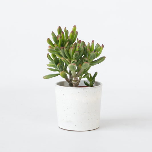 Florastore Pfennigbaum - Crassula Ovata 'Gollum' - Höhe 15-25 Cm - Topf 12 Cm