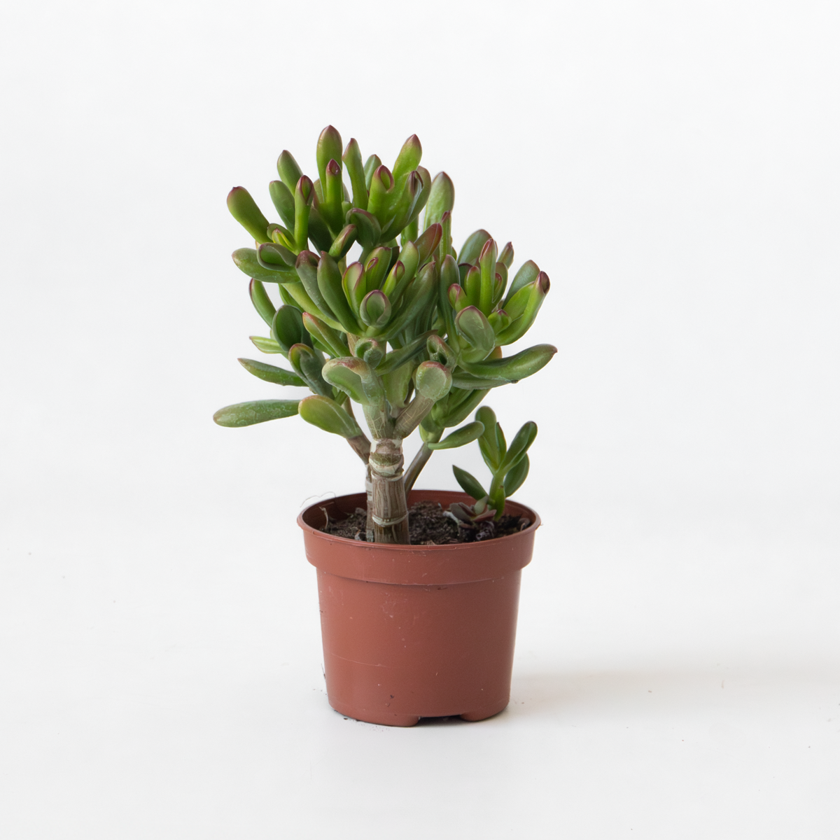 Florastore Pfennigbaum - Crassula Ovata 'Gollum' - Höhe 15-25 Cm - Topf 12 Cm