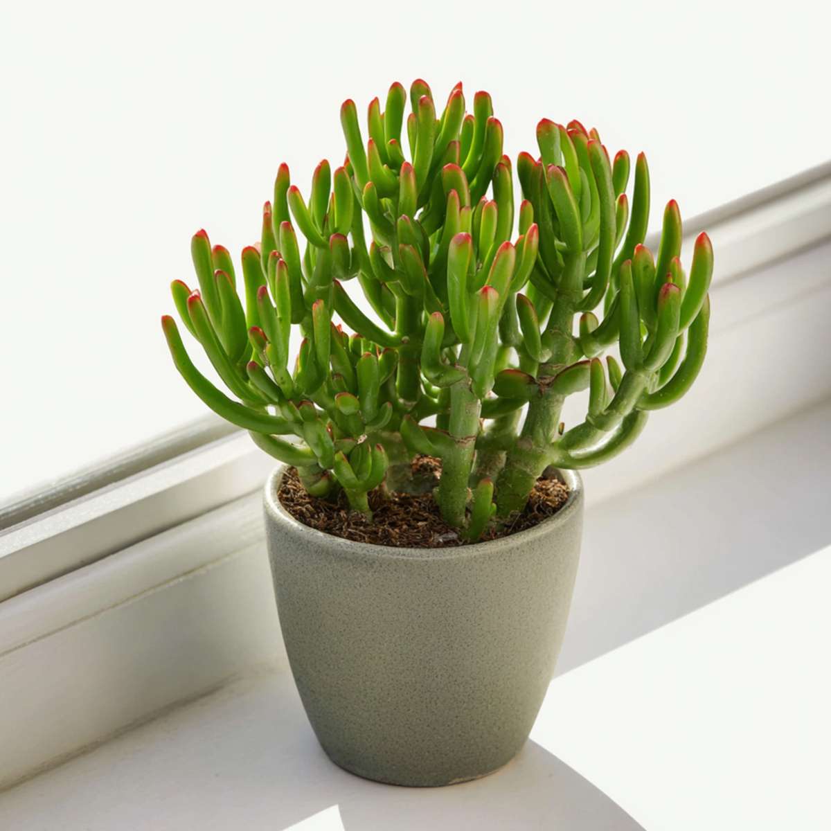 Florastore Pfennigbaum - Crassula Ovata 'Gollum' - Höhe 15-25 Cm - Topf 12 Cm