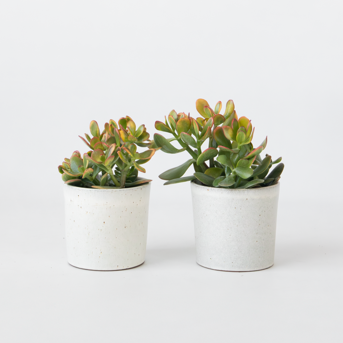 Florastore Jadepflanze - 2Er Set - Crassula Ovata 'Sunset' - Höhe 15-20Cm - ⌀12Cm