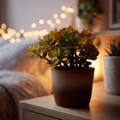 Florastore Jadepflanze - 2Er Set - Crassula Ovata 'Sunset' - Höhe 15-20Cm - ⌀12Cm