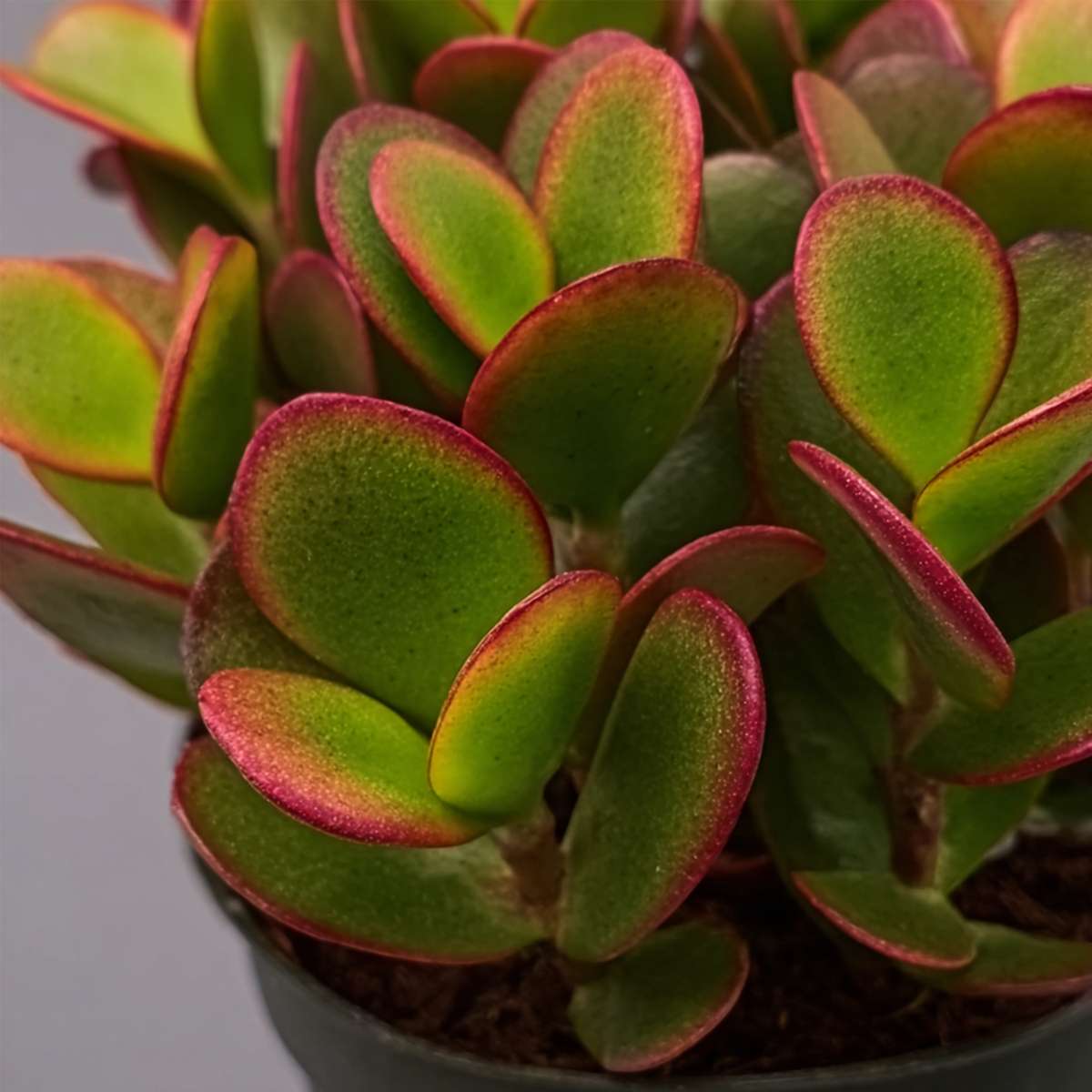 Florastore Jadepflanze - 2Er Set - Crassula Ovata 'Sunset' - Höhe 15-20Cm - ⌀12Cm