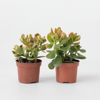 Florastore Jadepflanze - 2Er Set - Crassula Ovata 'Sunset' - Höhe 15-20Cm - ⌀12Cm