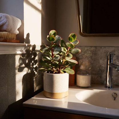 Florastore Jadepflanze - 2Er Set - Crassula Ovata 'Sunset' - Höhe 15-20Cm - ⌀12Cm