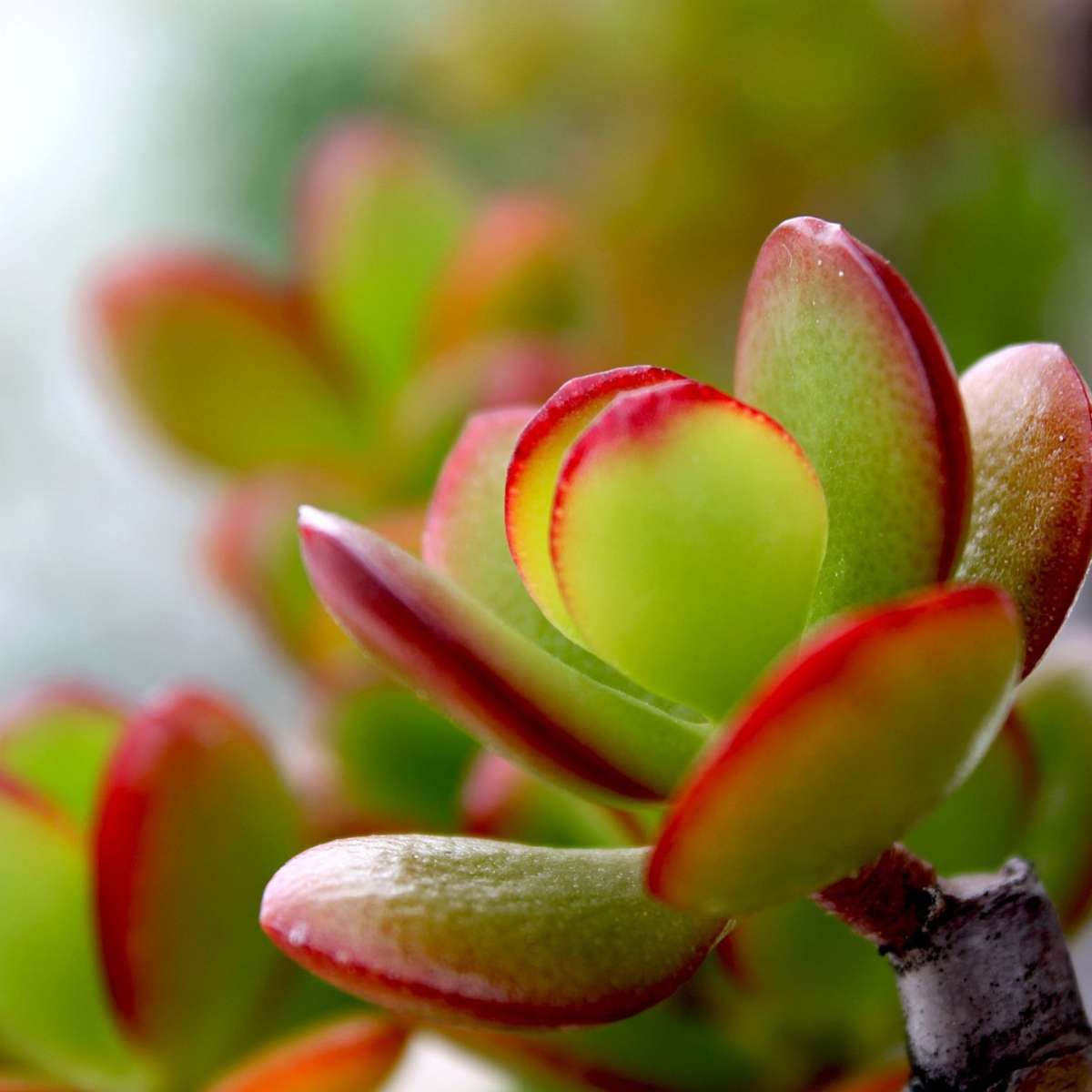 Florastore Jadepflanze - 2Er Set - Crassula Ovata 'Sunset' - Höhe 15-20Cm - ⌀12Cm