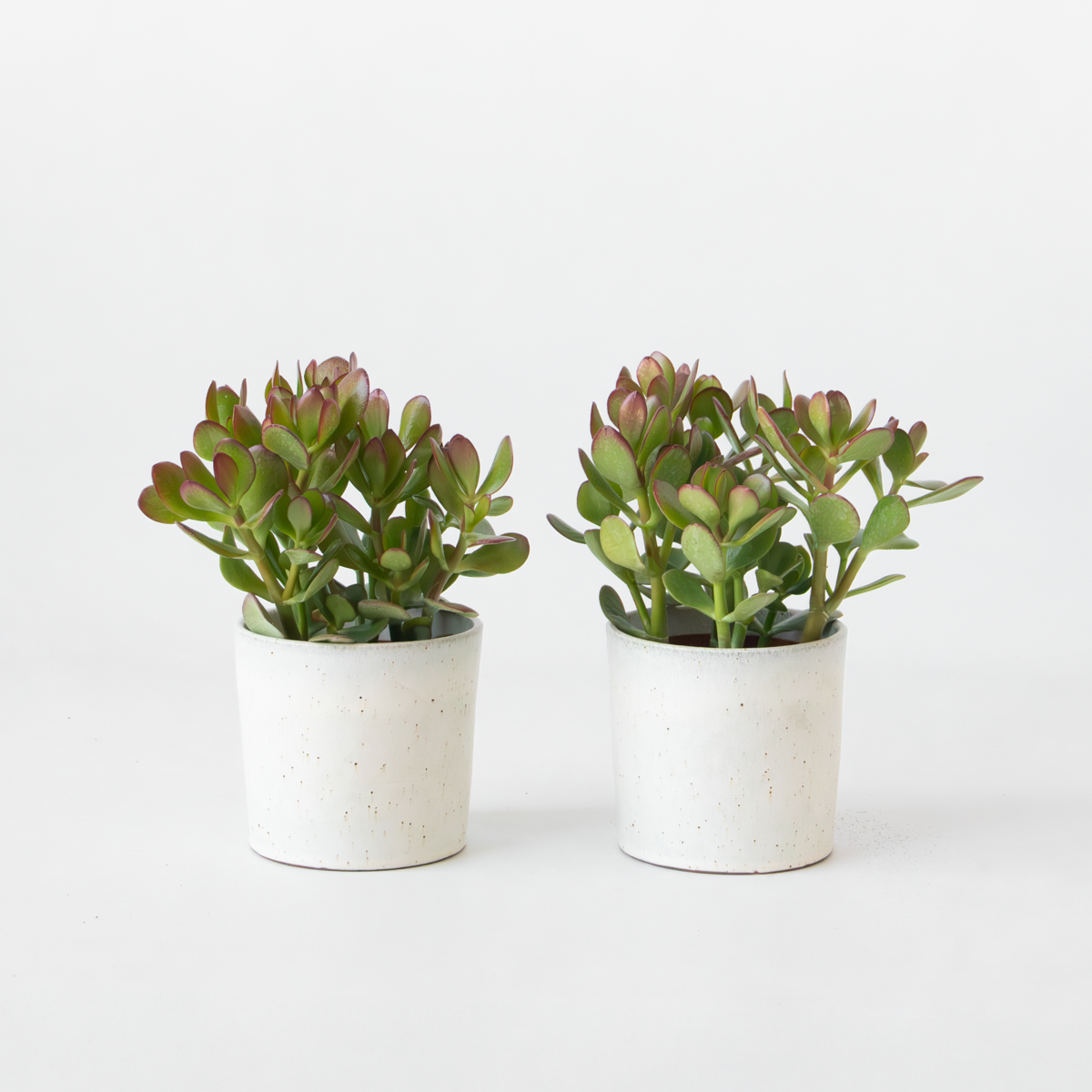 Florastore Jade-Pflanze - 2Er Set - Crassula Ovata - Höhe 15-25Cm - Ø12Cm