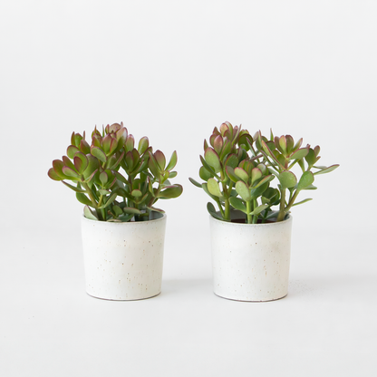 Florastore Jade-Pflanze - 2Er Set - Crassula Ovata - Höhe 15-25Cm - Ø12Cm
