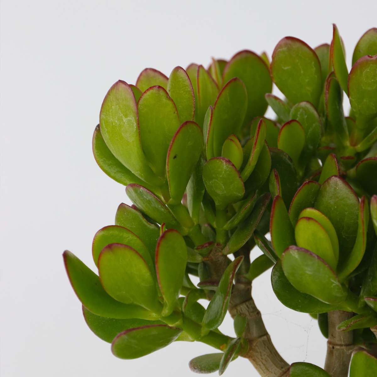 Florastore Jade-Pflanze - 2Er Set - Crassula Ovata - Höhe 15-25Cm - Ø12Cm