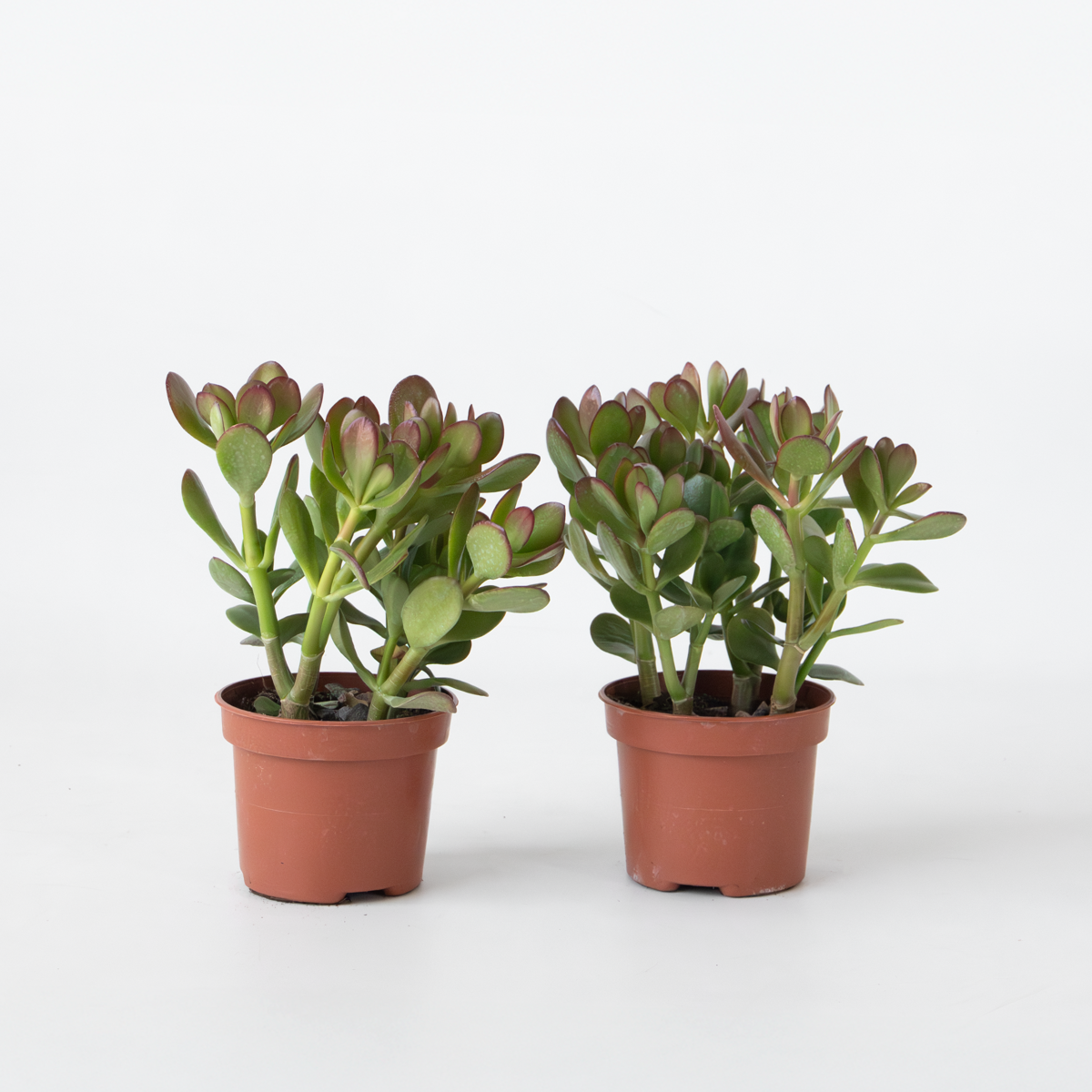 Florastore Jade-Pflanze - 2Er Set - Crassula Ovata - Höhe 15-25Cm - Ø12Cm