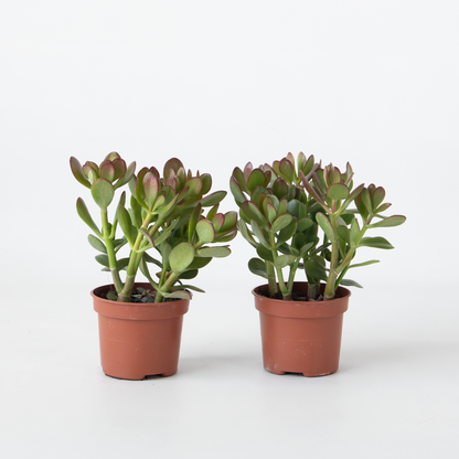 Florastore Jade-Pflanze - 2Er Set - Crassula Ovata - Höhe 15-25Cm - Ø12Cm