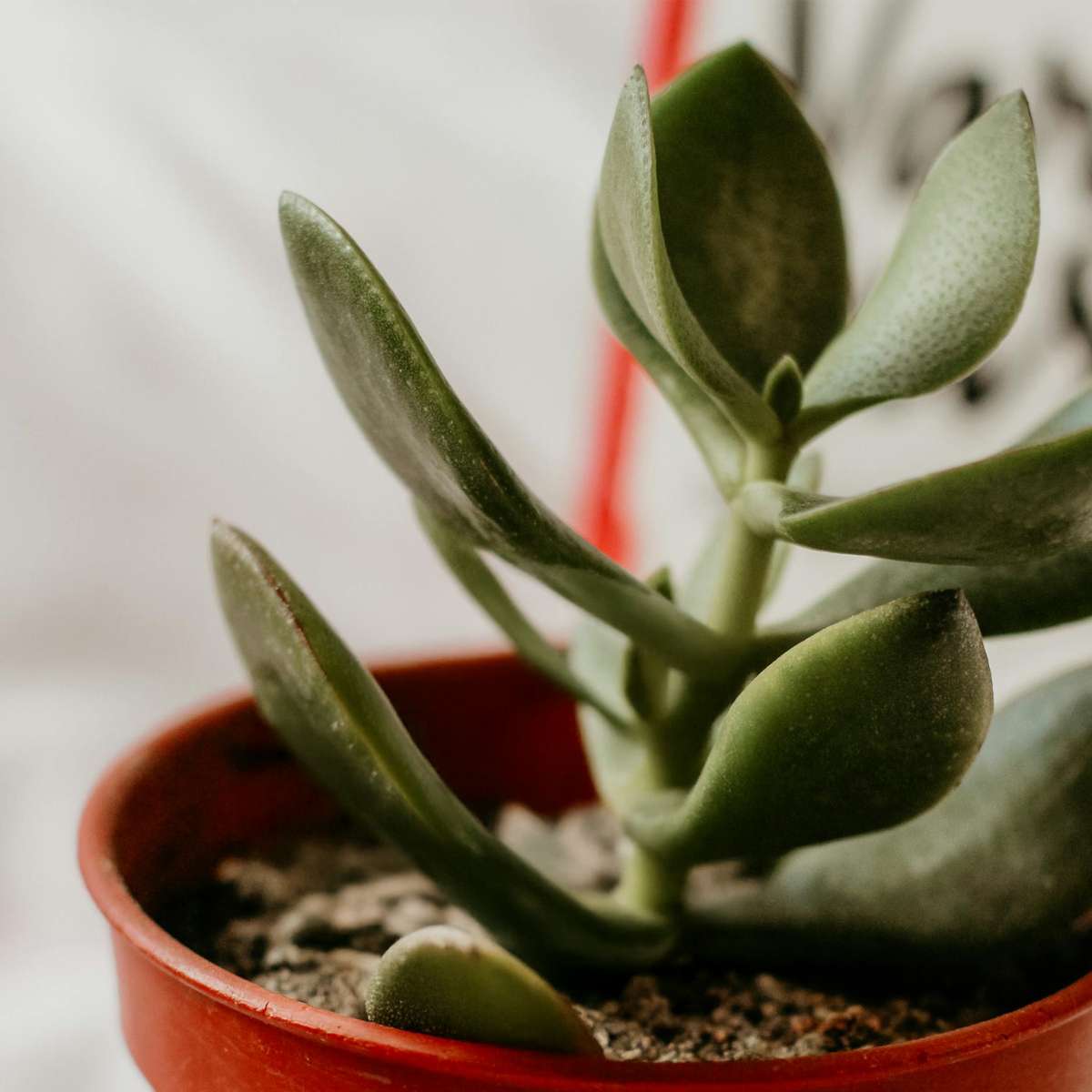 Florastore Jade-Pflanze - 2Er Set - Crassula Ovata - Höhe 15-25Cm - Ø12Cm