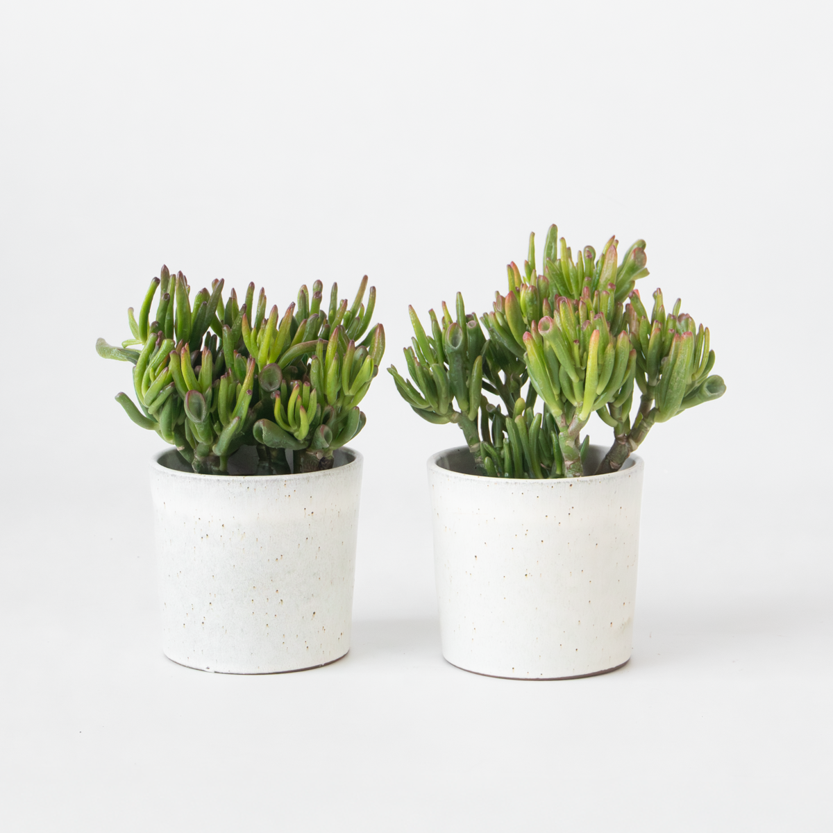 Florastore Jadepflanze - 2Er Set - Crassula Ovata 'Hobbit' - Höhe 10-20Cm - ⌀12Cm