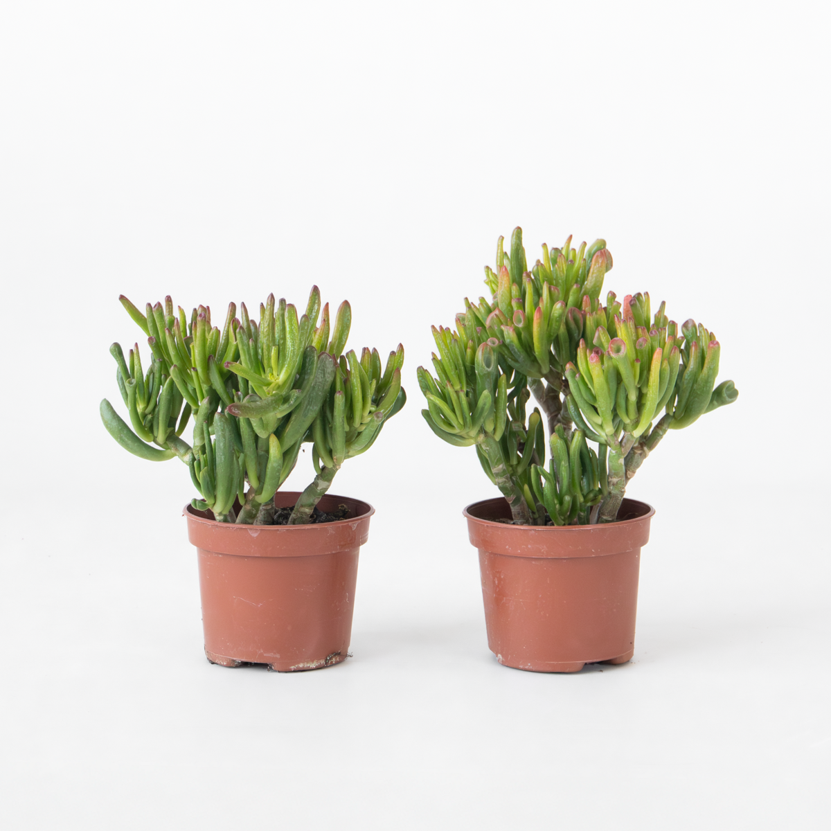 Florastore Jadepflanze - 2Er Set - Crassula Ovata 'Hobbit' - Höhe 10-20Cm - ⌀12Cm