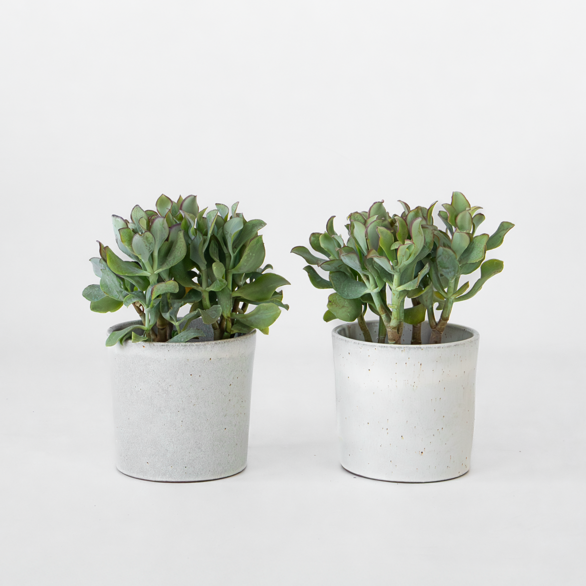 Florastore Jadepflanze - 2Er-Set - Crassula Arborescens 'Curly' - Topf 12 Cm