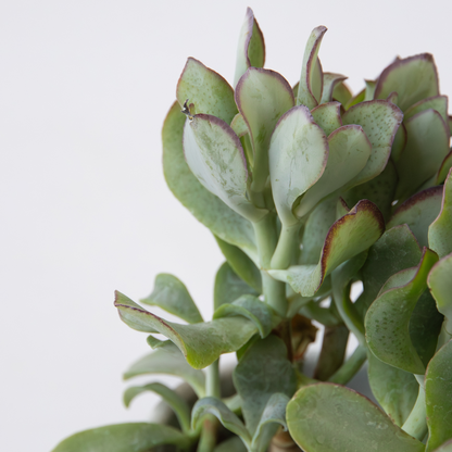 Florastore Jadepflanze - 2Er-Set - Crassula Arborescens 'Curly' - Topf 12 Cm