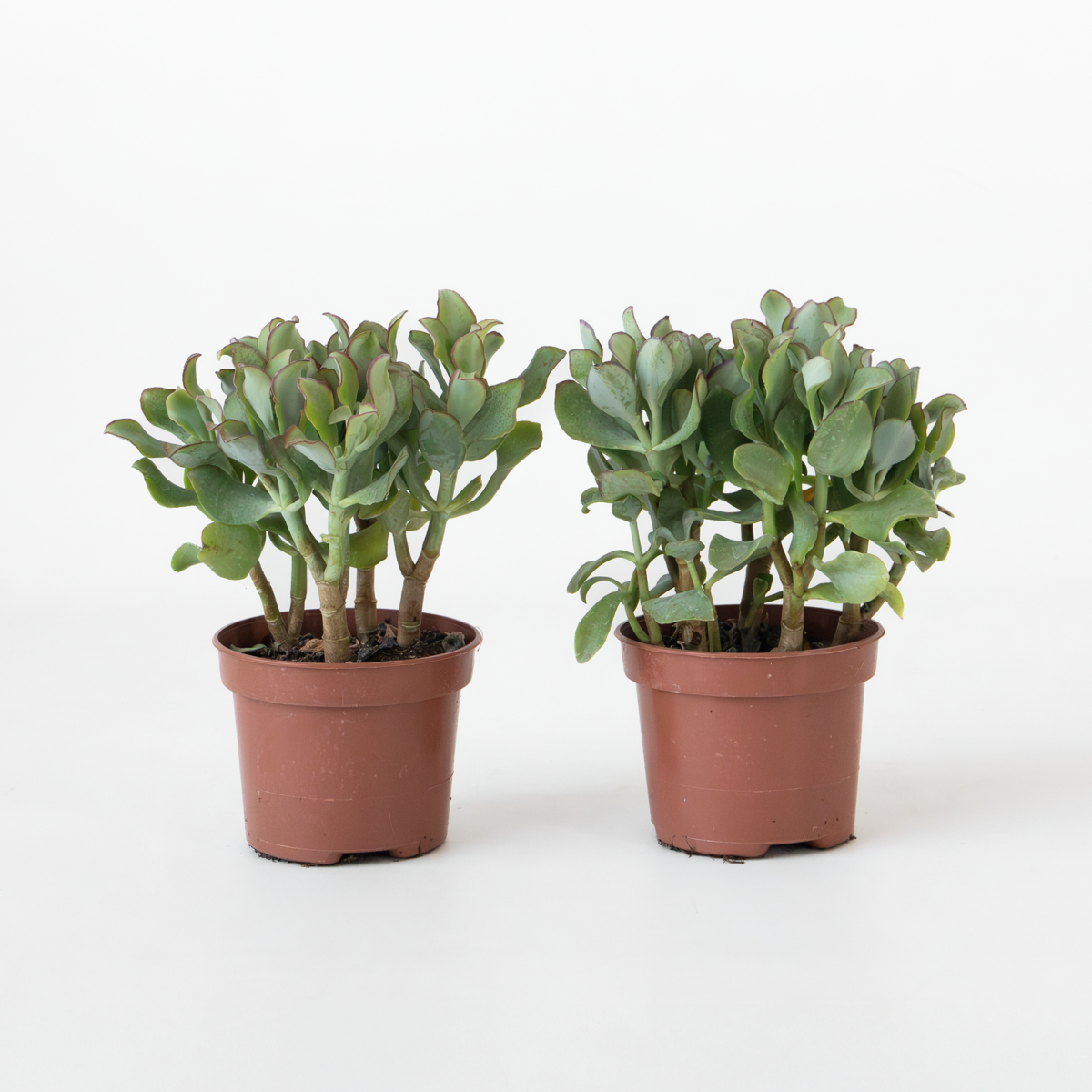 Florastore Jadepflanze - 2Er-Set - Crassula Arborescens 'Curly' - Topf 12 Cm