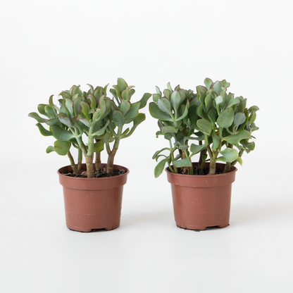 Florastore Jadepflanze - 2Er-Set - Crassula Arborescens 'Curly' - Topf 12 Cm