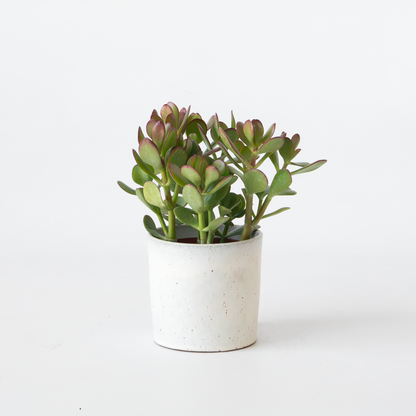 Florastore Jade-Pflanze - Crassula Ovata - Höhe 15-25Cm - Ø12Cm