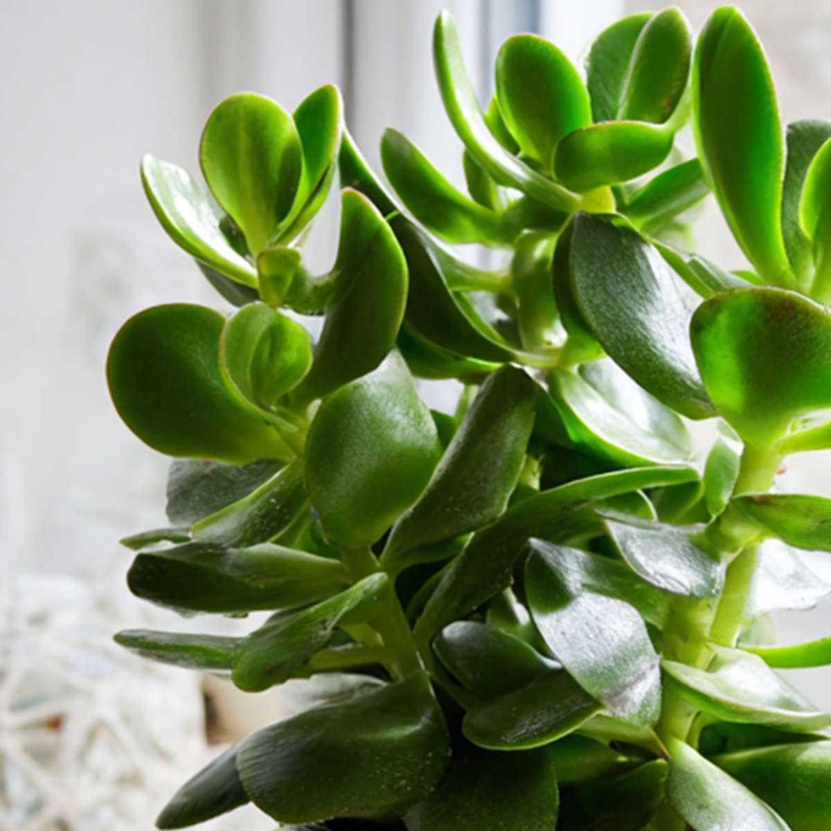 Florastore Jade-Pflanze - Crassula Ovata - Höhe 15-25Cm - Ø12Cm