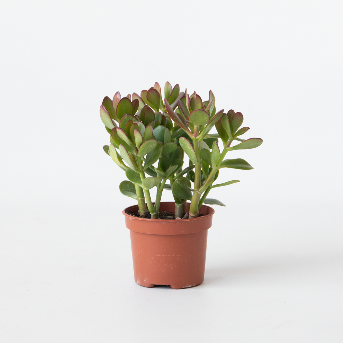 Florastore Jade-Pflanze - Crassula Ovata - Höhe 15-25Cm - Ø12Cm