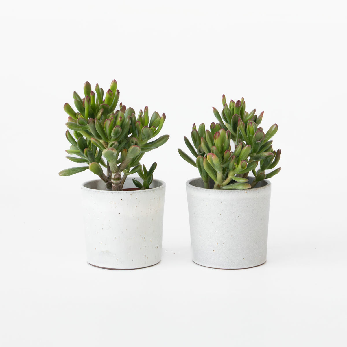 Florastore Pfennigbaum - 2Er Set - Crassula Ovata 'Gollum' - Höhe 15-25 Cm - Topf 12 Cm