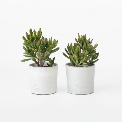 Florastore Pfennigbaum - 2Er Set - Crassula Ovata 'Gollum' - Höhe 15-25 Cm - Topf 12 Cm