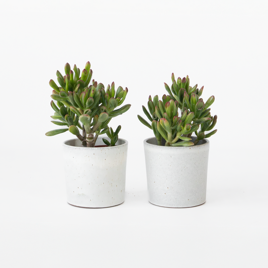 Florastore Pfennigbaum - 2Er Set - Crassula Ovata 'Gollum' - Höhe 15-25 Cm - Topf 12 Cm