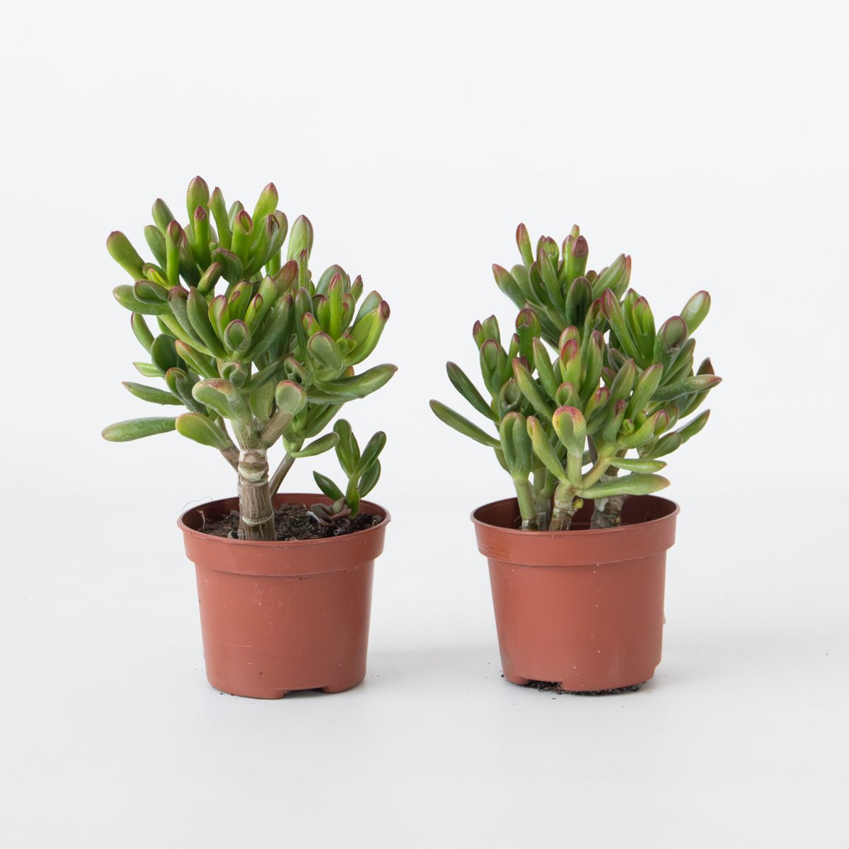 Florastore Pfennigbaum - 2Er Set - Crassula Ovata 'Gollum' - Höhe 15-25 Cm - Topf 12 Cm
