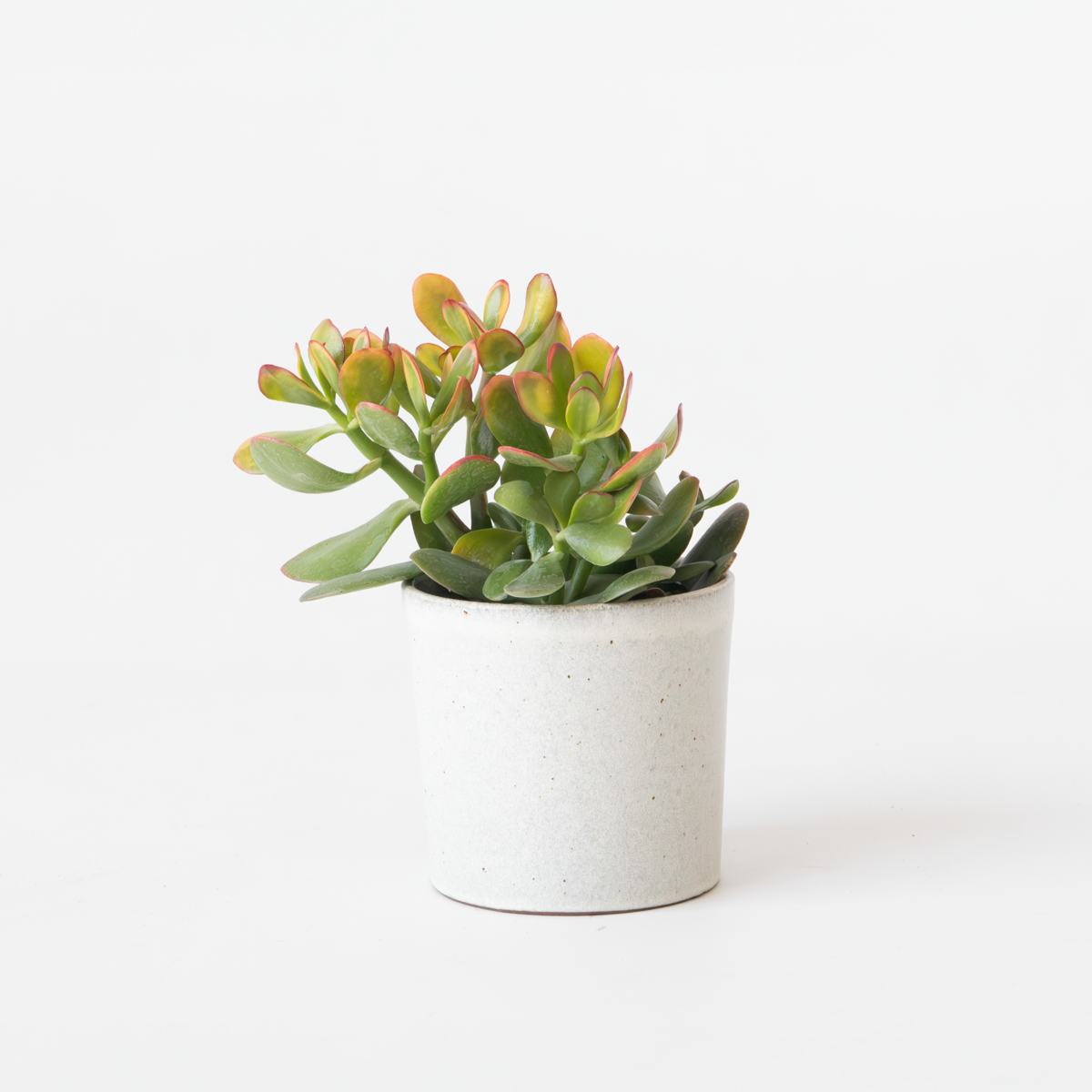 Florastore Jadepflanze - Crassula Ovata 'Sunset' - Höhe 15-20Cm - ⌀12Cm