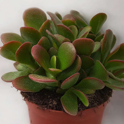 Florastore Jadepflanze - Crassula Ovata 'Sunset' - Höhe 15-20Cm - ⌀12Cm