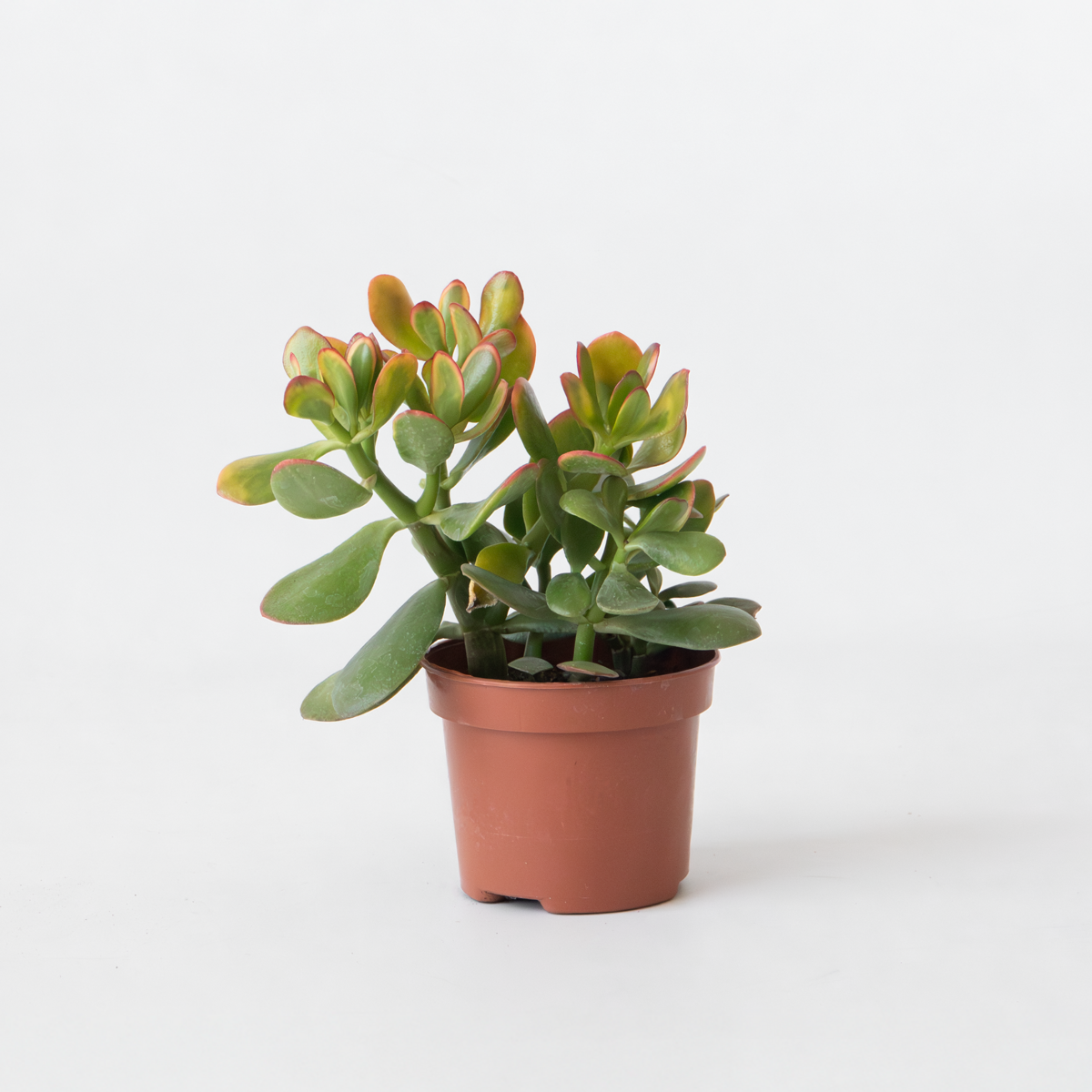 Florastore Jadepflanze - Crassula Ovata 'Sunset' - Höhe 15-20Cm - ⌀12Cm