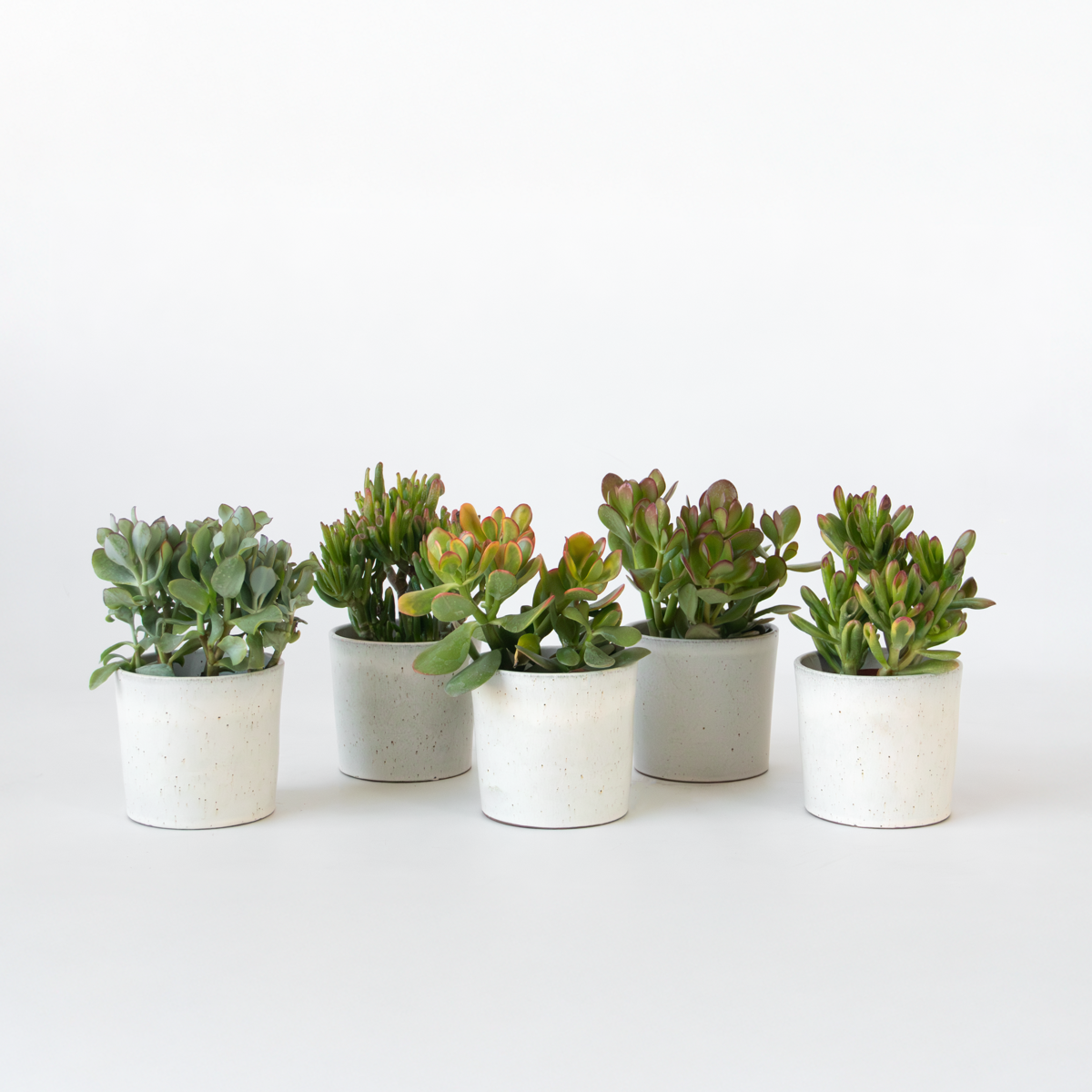 Florastore Geldbaum - Mix Aus 5 Crassula Ovata - Höhe 10-25 Cm - Topf 12 Cm