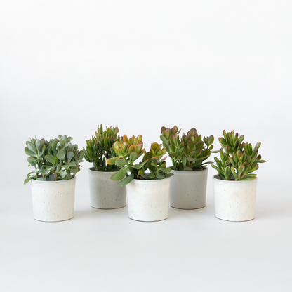 Florastore Geldbaum - Mix Aus 5 Crassula Ovata - Höhe 10-25 Cm - Topf 12 Cm