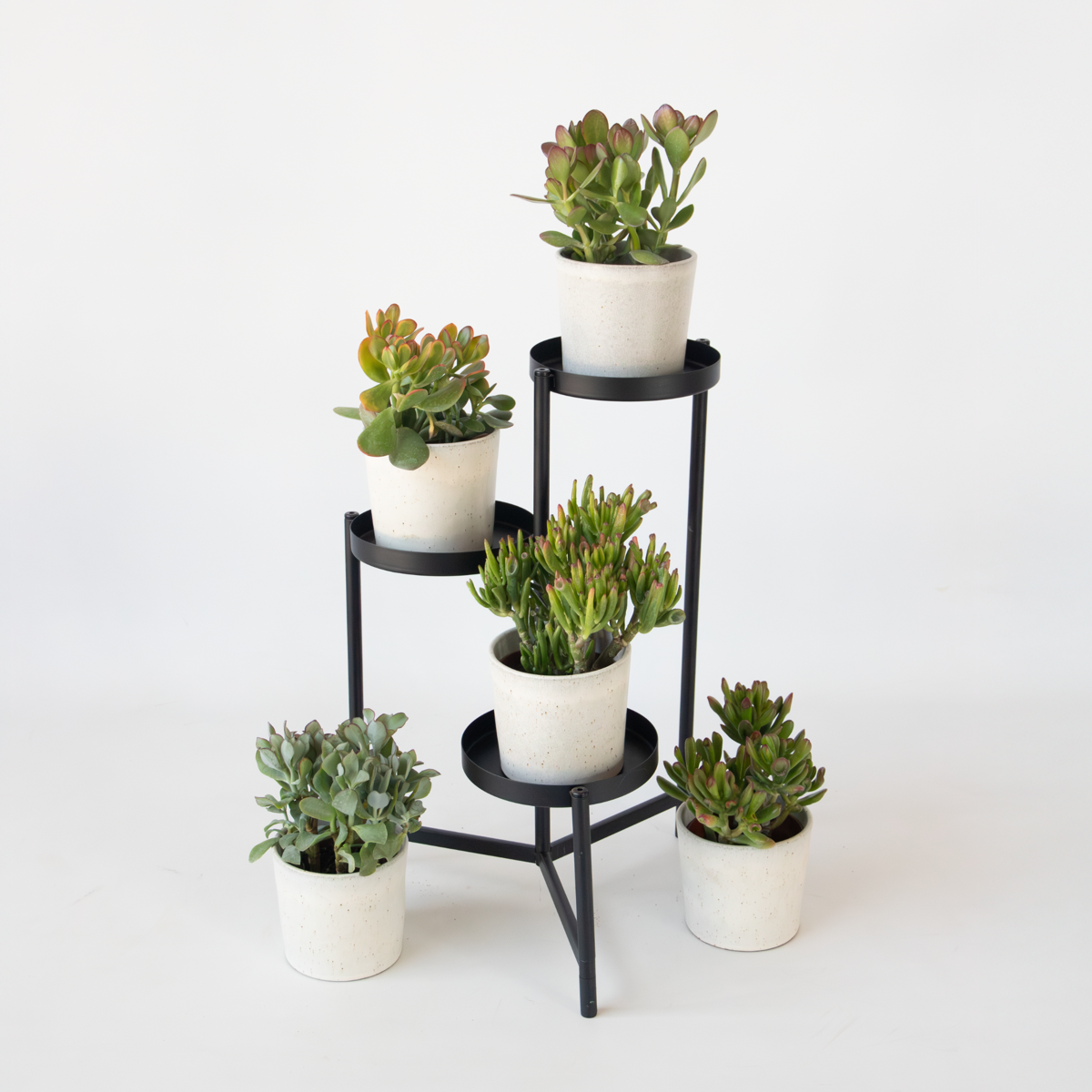 Florastore Geldbaum - Mix Aus 5 Crassula Ovata - Höhe 10-25 Cm - Topf 12 Cm