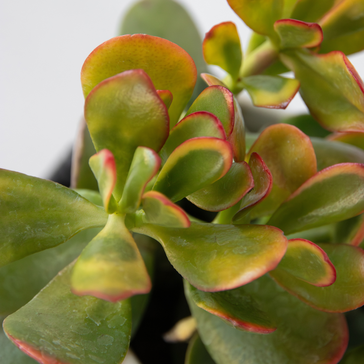Florastore Geldbaum - Mix Aus 5 Crassula Ovata - Höhe 10-25 Cm - Topf 12 Cm
