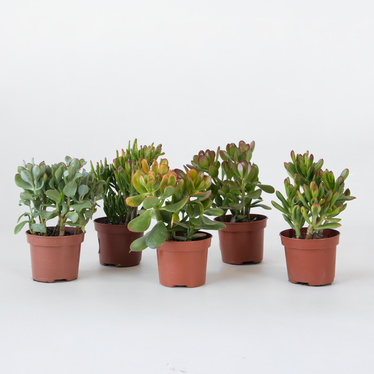 Florastore Geldbaum - Mix Aus 5 Crassula Ovata - Höhe 10-25 Cm - Topf 12 Cm