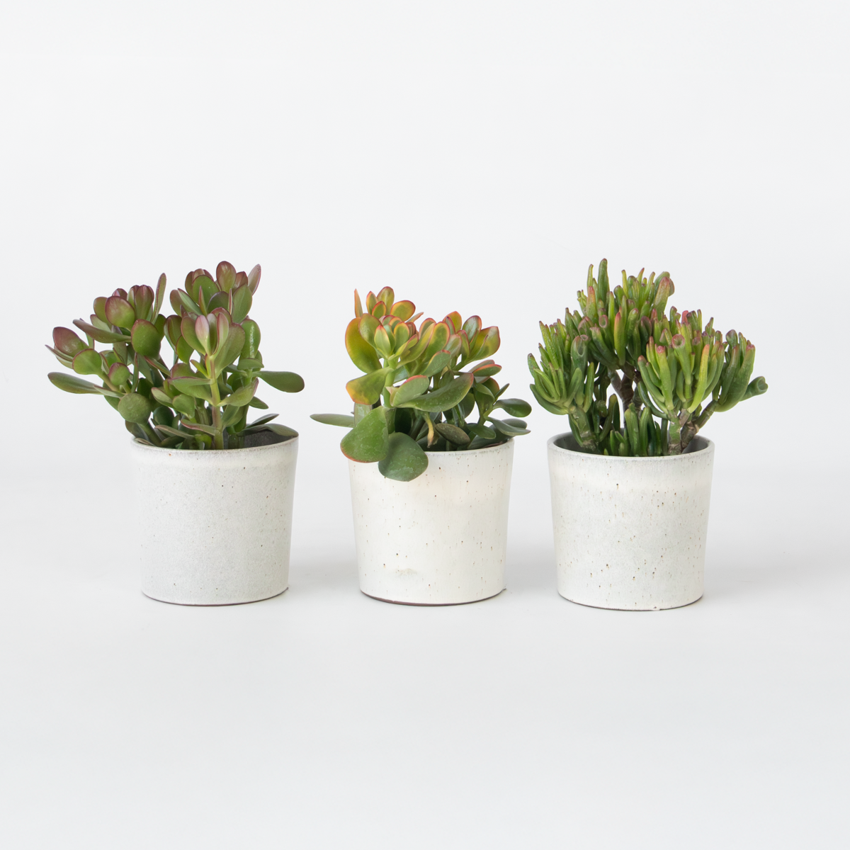 Florastore Geldbaum - 3Er-Set - Crassula Minor, Hobbit, Sunset - Höhe 10-25 Cm - Ø12 Cm