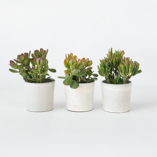 Florastore Geldbaum - 3Er-Set - Crassula Minor, Hobbit, Sunset - Höhe 10-25 Cm - Ø12 Cm