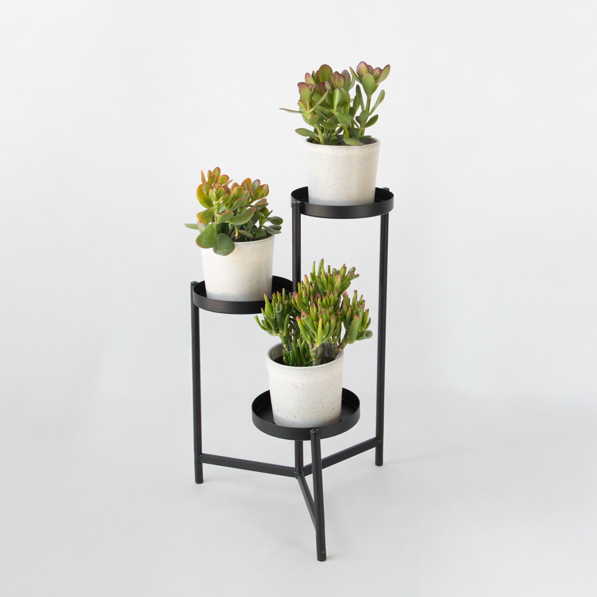 Florastore Geldbaum - 3Er-Set - Crassula Minor, Hobbit, Sunset - Höhe 10-25 Cm - Ø12 Cm