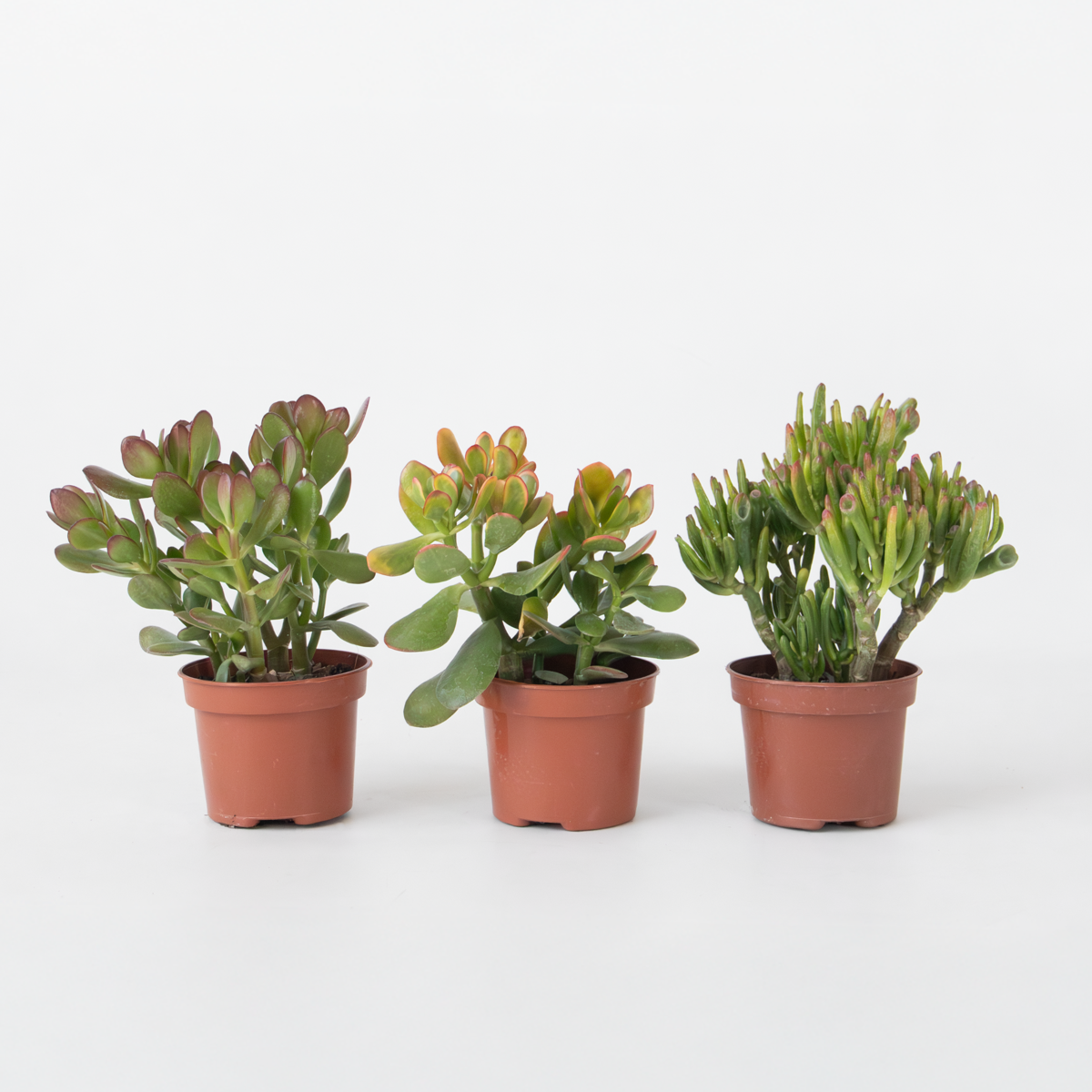 Florastore Geldbaum - 3Er-Set - Crassula Minor, Hobbit, Sunset - Höhe 10-25 Cm - Ø12 Cm