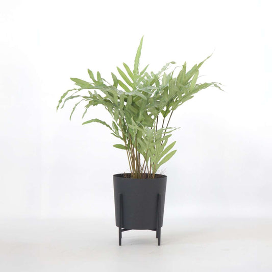 Florastore Künstliches Phlebodium – Höhe 80Cm